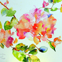 Bougainvillea, 16 x 20 inches, watercolor on paper